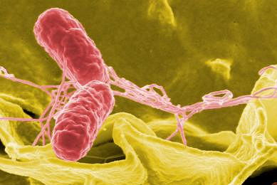 Red rods of Salmonella bacteria.