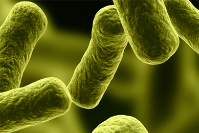 Dark green, floating rods of bacteria.