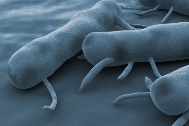 Blue-gray, rod-shaped Salmonella bacteria with appendages