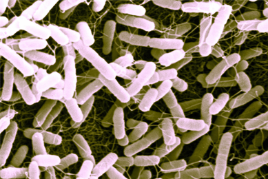 Cluster of small, pink, and brown, rod-shaped Escherichia coli bacteria.