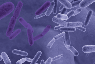 Purple floating rods of  Escherichia coli bacteria.