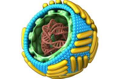 Cross section of a multicolored, round Zika virus with DNA strands coiled together in the center.