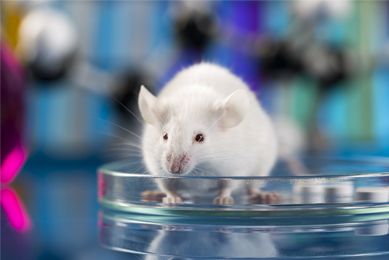 Closeup of a plump, white mouse in a petri dish with a blurred, colorful background.