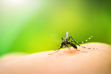 Closeup of a black thin mosquito biting human skin with a blurry, green background.
