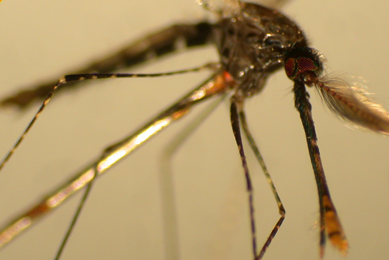 Closeup of the head of a brown mosquito with a blurred background.