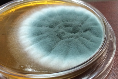 Brown, white and glue-gray fungus growing in a clear petri dish.