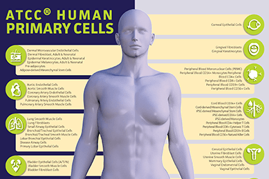 Infographics titled ATCC Human Primary Cells with text and a male-female hybrid, nude, gray mannequin in the center.