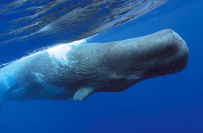 sperm whale in the ocean