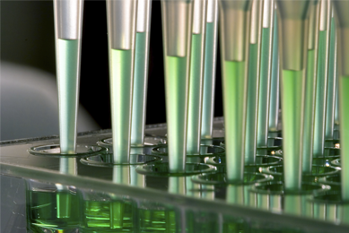 Close-up of rows of pipettes, filled with clear green media, with tips in cell culture well plate.