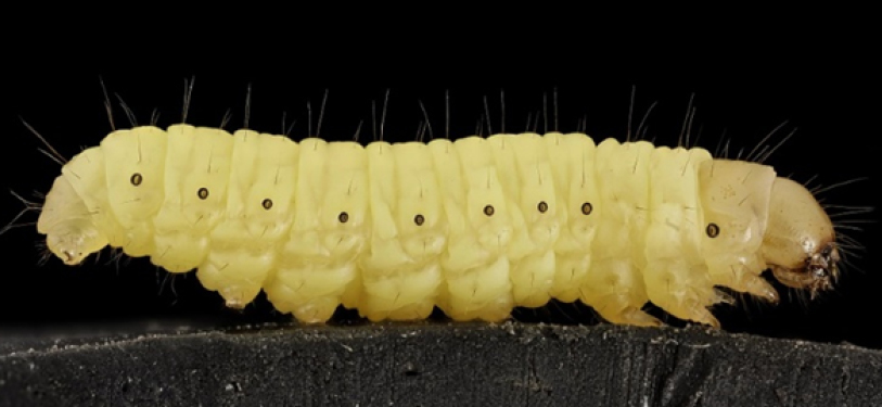 yellow waxworm, caterpillar, larvae, wax moth larvae
