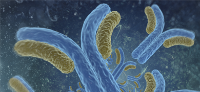Blue yellow and green immunoglobin antibodies.