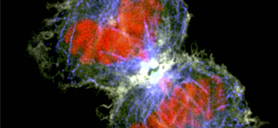 White, red, and blue HeLa cancer cell cytokinesis.