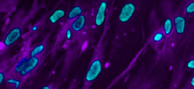 Spherical, fluorescent teal-blue hepatocyte epithelial cells.