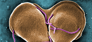 Protozoan giardia mycoplasma cells.