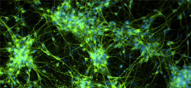 Green and blue dopaminergic neural progenitor cells
