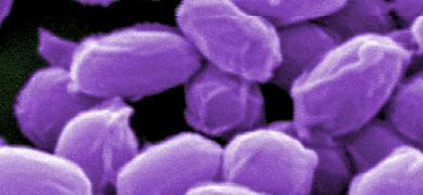 Purple, rod-shaped bacillus anthracsis.