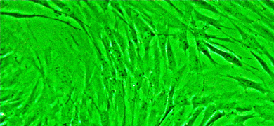 Green WI-38 primary lung fibroblast cell culture.