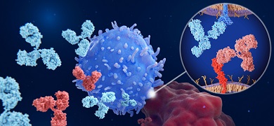 Immune checkpoint inhibitors: Interaction between PD-1 (blue) on a T-cell and PD-L1 (red) on a cancer cell blocked by therapeutic antibodies