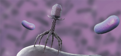 Gray six-legged bacteriophage flanked by two purple, floating rods.