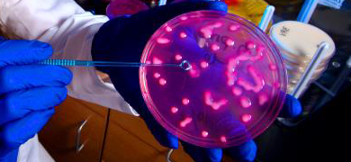 Female scientist wearing gloves looking at and holding a petri dish with pink and white rods of klebsiella pneumoniae bacteria.