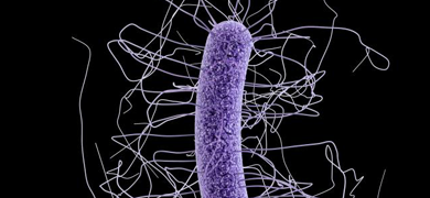 Clostridium difficile bacteria with purple tendrils surrounding it.