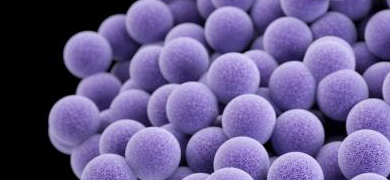 Cluster of small, purple, grape-like  Staphylococcus aureus bacteria.