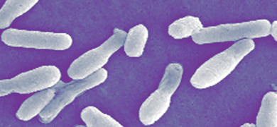 Small, white, fluffy, bowling ball-shaped Clostridium difficile bacteria.