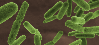 Green, rod-shaped Escherichia coli bacteria.