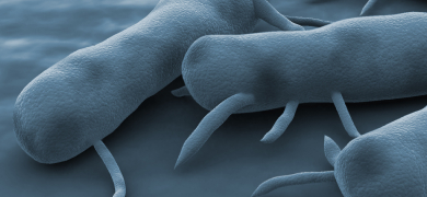 Blue-gray, rod-shaped Salmonella bacteria with appendages
