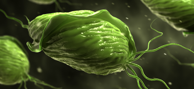 Green, dumpling-shaped Trichomoniasis parasite with tails.