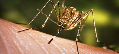 Closeup of Culex tarsalis mosquito biting skin.