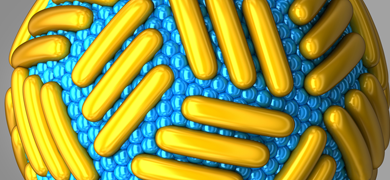 Outer layer of the Zika virus rendering showing gold rods embedded into blue beads.