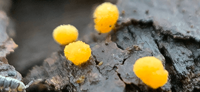 Small, yellow balls of Eumycetozoan slide mold on bark.