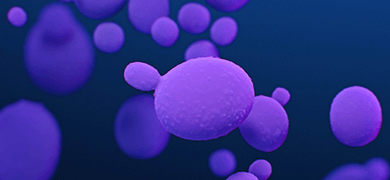 Purple, floating, spherical Candida auris fungus.