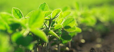 Row of bright, green plants with small leaves in a row, some out of focus.