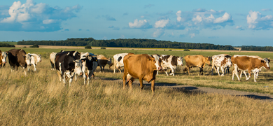 A herd of about 20 cows walking in the same direction in a  field with blue skies overhead.