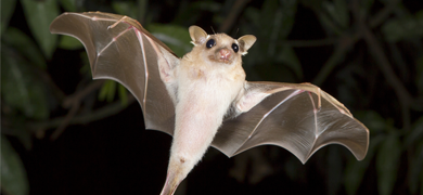 Closeup of a flying, light-colored bat with wings extended as if frozen.