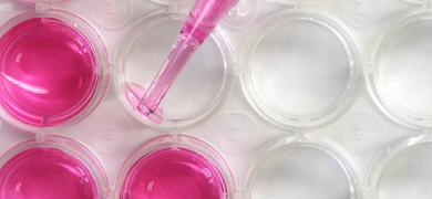 Close-up of pipette putting pink media into microplate.