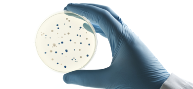 Gloved hand holding up petri dish containing bacteria colonies.