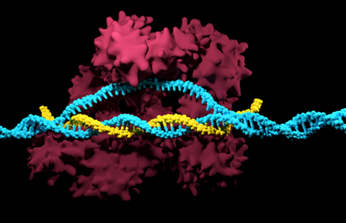 Yellow and light blue DNA double helix.