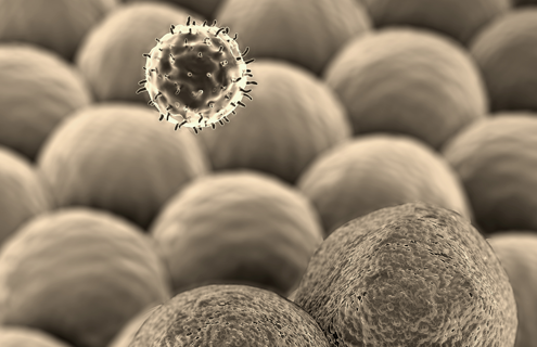 T-lymphocyte cancer cells.