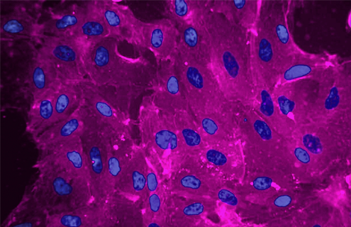 Purple and blue canine kidney cells.