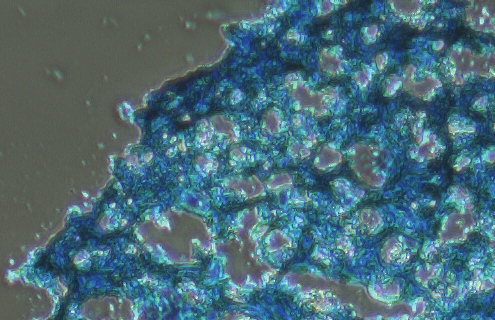 Cluster of blue, porous mesenchymal stem cells.