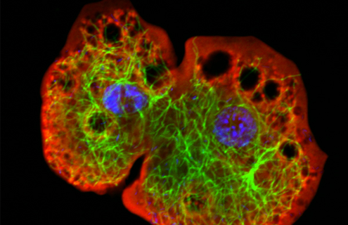 Fluorescent red, green, and blue cluster of cells.