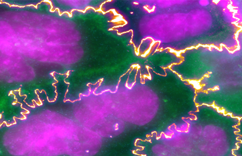 Purple and green Caco-2 cell junctions.