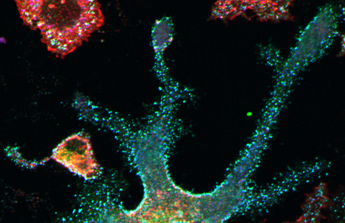 Blue green and red rat peripheral blood.