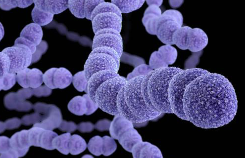 Several floating strings of purple drug-resistant Streptococcus pneumoniae spheres.