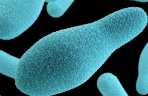 Bowling pin-shaped blue clostridium bacteria.