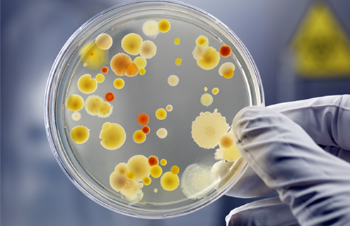 White-gloved fingers holding a petri dish containing yellow, orange, and red spheres of bacteria.