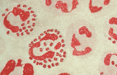 Red, large and small spherical shapes of Neisseria bacteria on a flat surface.